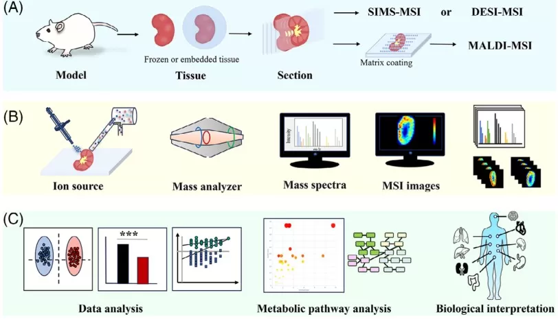 Typical workflow for spatially resolved metabolomics